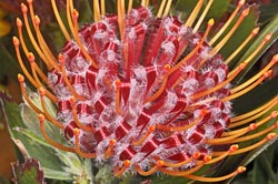 leucospermum thumbnail graphic